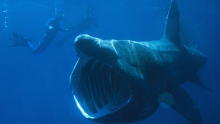 Estos enormes tiburones se están congregando en grupos de cientos y los científicos no saben por qué